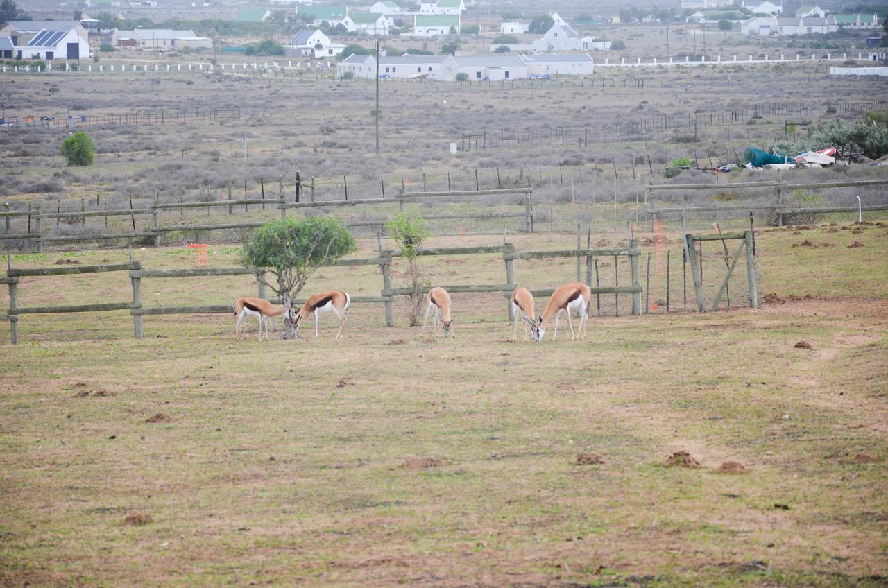 The Stables Accommodation Langebaan Eksteriør bilde